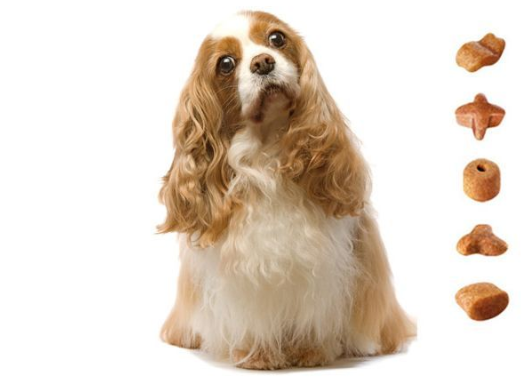 rfid寵物追溯管理係統 rfid寵物追蹤溯源信息管理係統解決方案