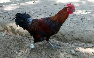 雞腳環二維碼香蕉视频三级片溯源係統的解決方案