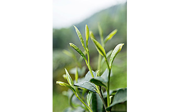 茶葉二維碼香蕉视频三级片標簽可以帶來哪些優勢價值已經特點？